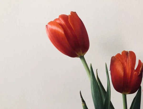 Piękne Tulipany Kwiaty Parku — Zdjęcie stockowe