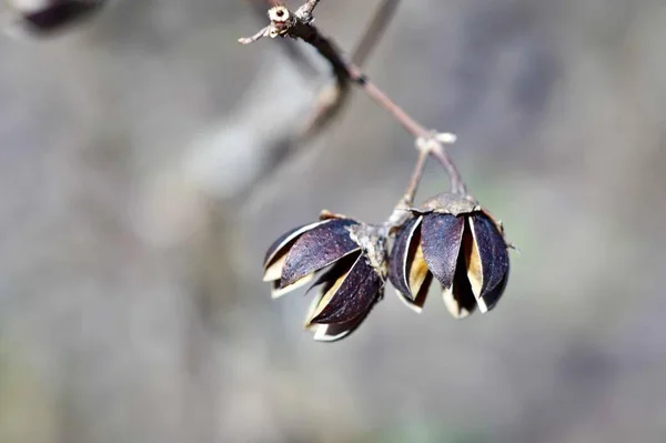 Krásný Květinový Záběr Přírodní Tapety — Stock fotografie