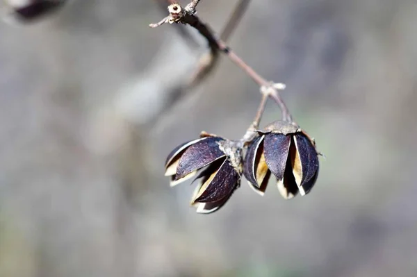 Schöne Florale Aufnahme Natürliche Tapete — Stockfoto