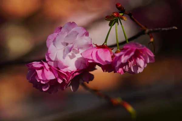 stock image pink rose in the garden