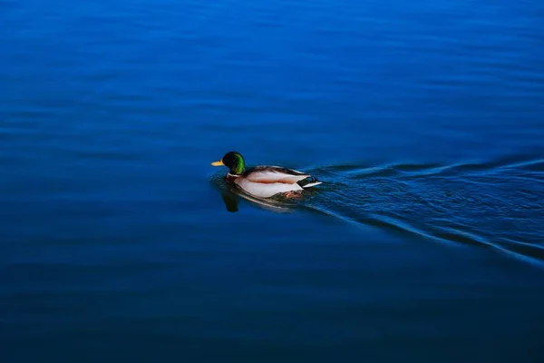 Πουλί Που Κολυμπάει Στη Λίμνη — Φωτογραφία Αρχείου