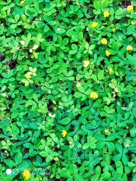 Hermosas Hojas Verdes Fondo — Foto de Stock