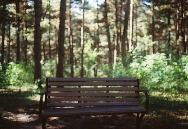 bench in the park in the forest