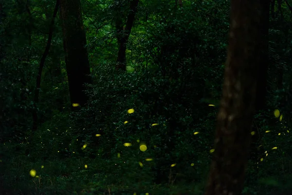 Hermoso Bosque Verde Por Mañana — Foto de Stock