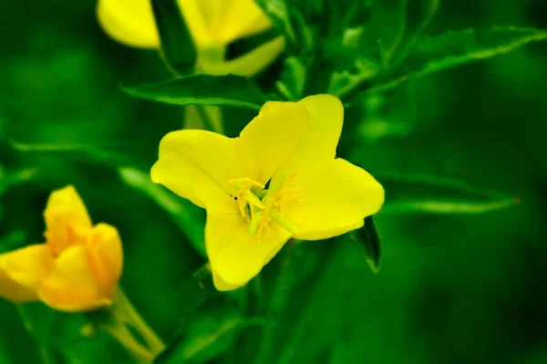 Verano Flores Amarillas Jardín — Foto de Stock