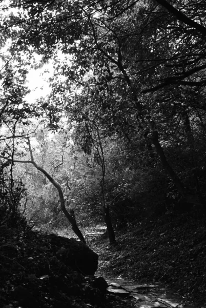 Bela Floresta Verde Árvores Flora Natureza — Fotografia de Stock