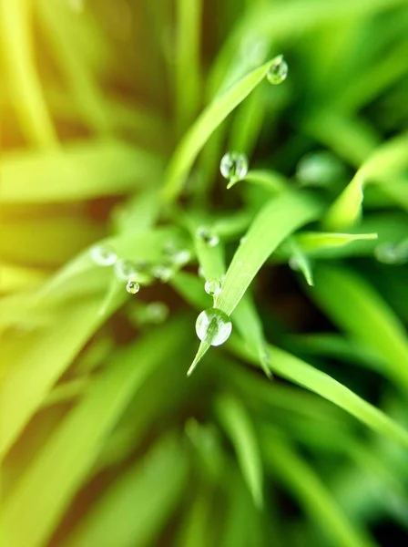 Hoja Verde Con Gotas Rocío — Foto de Stock