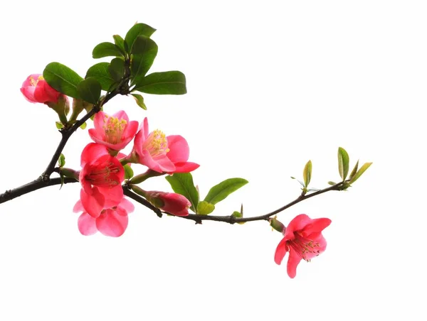 Kilátás Nyílik Virágok Virágzó Tavasszal — Stock Fotó