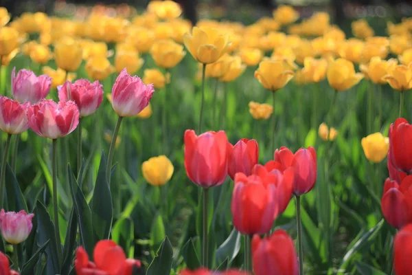 Krásné Tulipánové Květiny Flóra — Stock fotografie