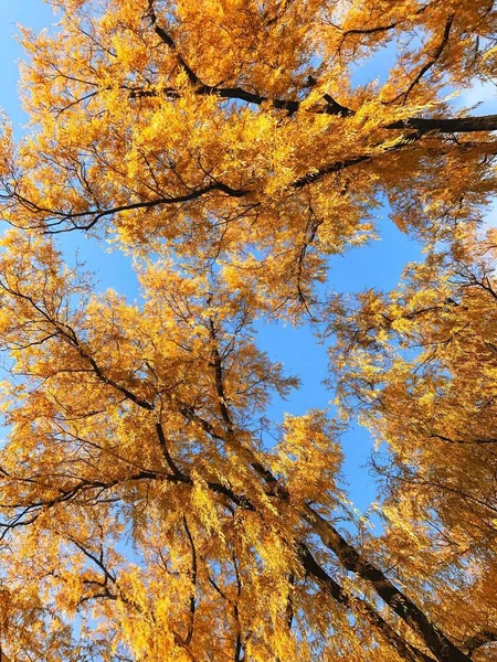 Paisaje Otoñal Con Árboles Hojas — Foto de Stock