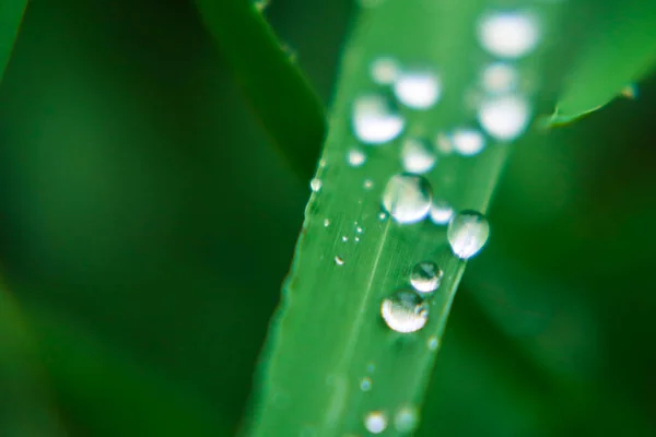 Flora Húmeda Naturaleza Hojas Frescas — Foto de Stock