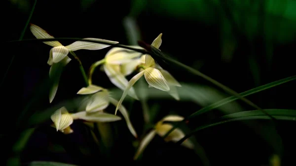 Hermoso Plano Botánico Fondo Pantalla Natural — Foto de Stock