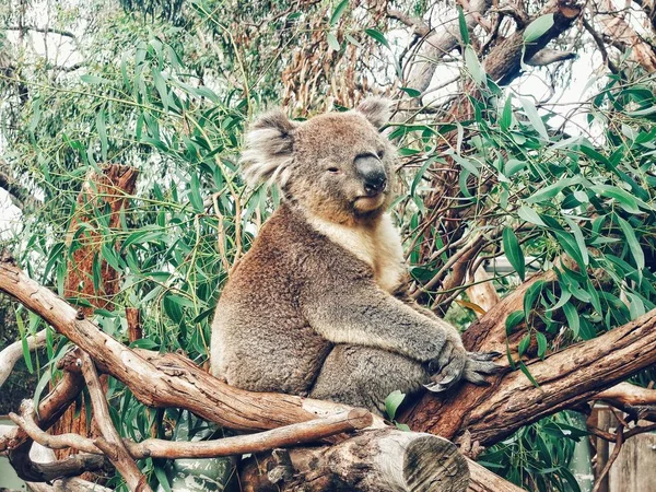 Młoda Koala Siedząca Drzewie — Zdjęcie stockowe