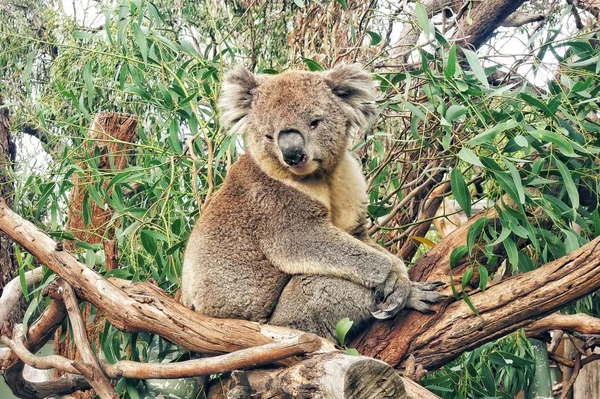 Egy Fiatal Koala Egy Fán — Stock Fotó