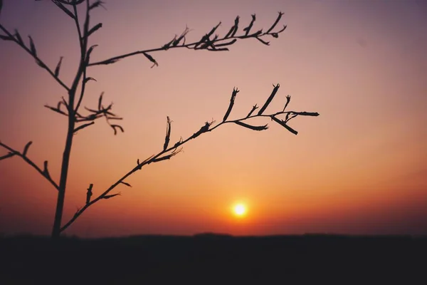 Silhouette Tree Sunset Background — 스톡 사진