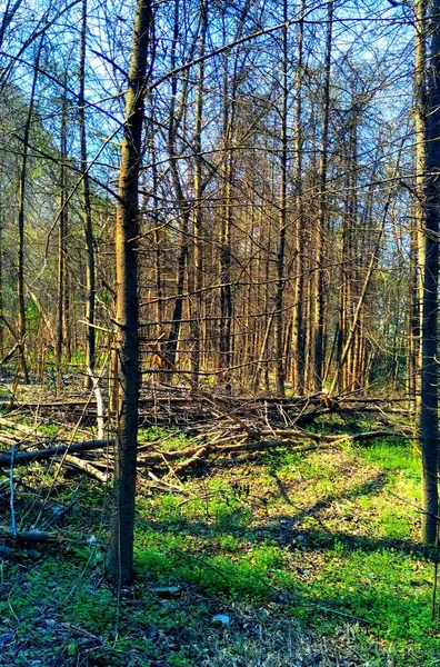 trees foliage, nature and forest