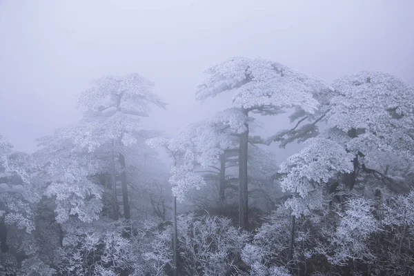 Paesaggio Invernale Con Alberi Nebbia — Foto Stock