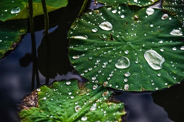 Fiori Loto Foglie Verdi Nello Stagno — Foto Stock