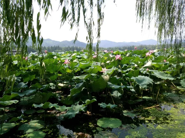 Hermoso Plano Botánico Fondo Pantalla Natural — Foto de Stock