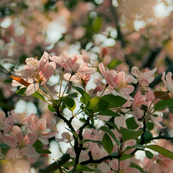 Virágzó Tavasszal Virágok — Stock Fotó