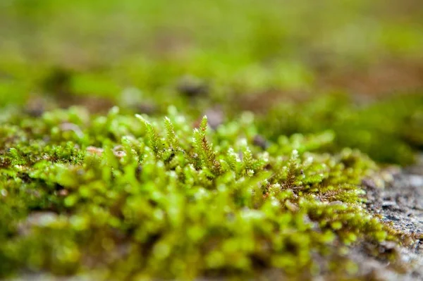 green moss on the ground, grass flora