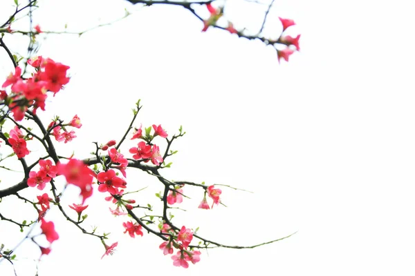 Nappali Szilva Bimbókkal Virágzó Kert — Stock Fotó