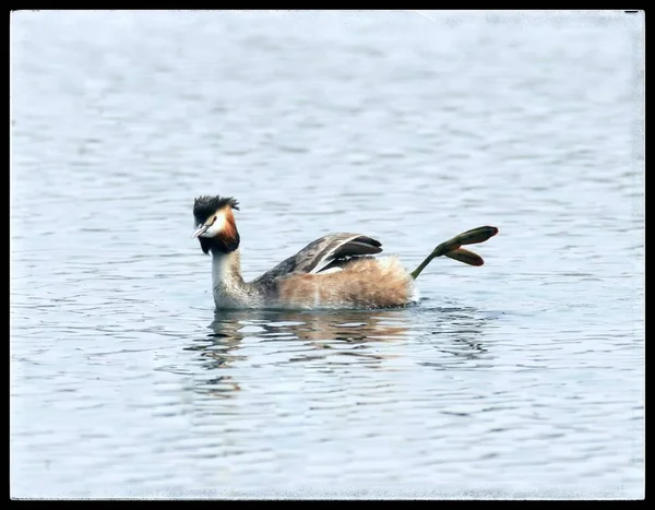 wild bird in the lake