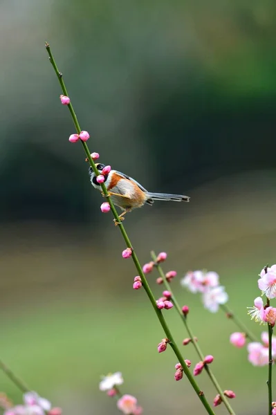 Krásný Botanický Záběr Přírodní Tapety — Stock fotografie