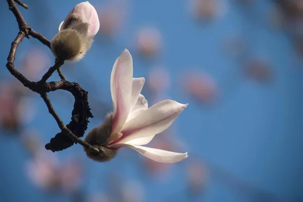 Mooie Bloeiende Magnolia Boom — Stockfoto