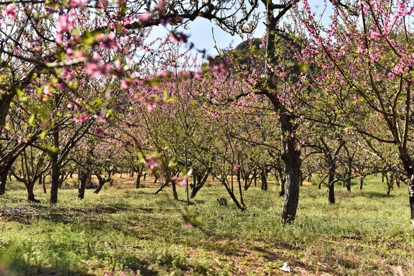 春に美しく咲く木 — ストック写真