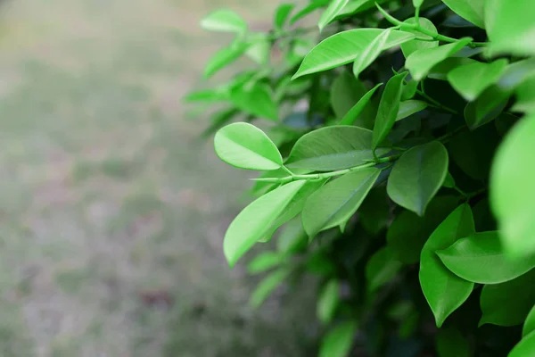 Hojas Verdes Árbol — Foto de Stock