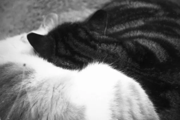 Gatos Blancos Negros Durmiendo Suelo — Foto de Stock