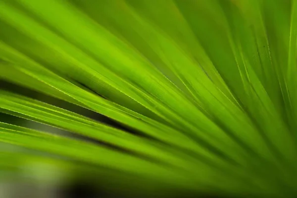 Fondo Hoja Verde Flora — Foto de Stock