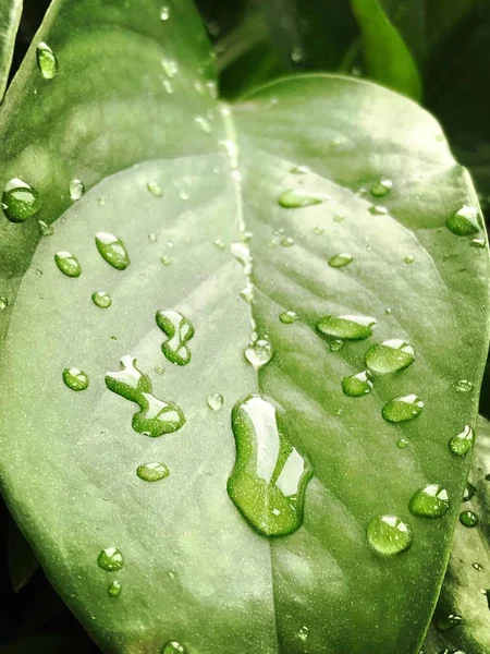 Floral Leaf Drops Water Droplets — Stock Photo, Image