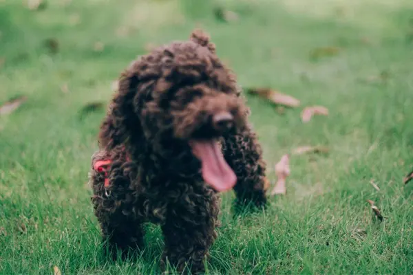 Vista Perro — Foto de Stock