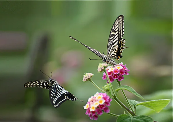 butterfly in garden with flowers
