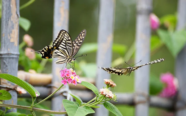 butterfly in garden with flowers
