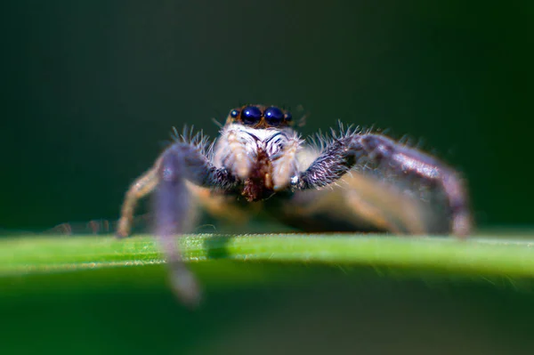 spider insect, invertebrate small spider