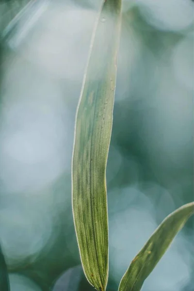 Hermoso Tiro Floral Fondo Pantalla Natural — Foto de Stock