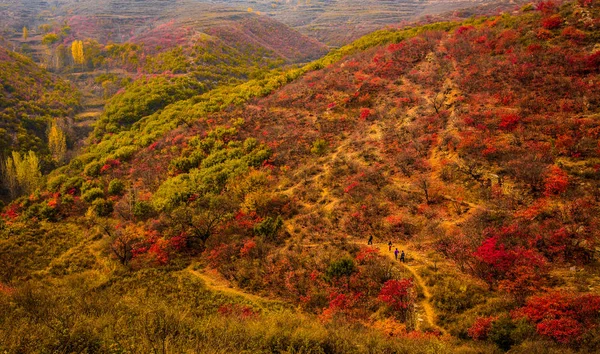 beautiful mountain landscape with autumn leaves