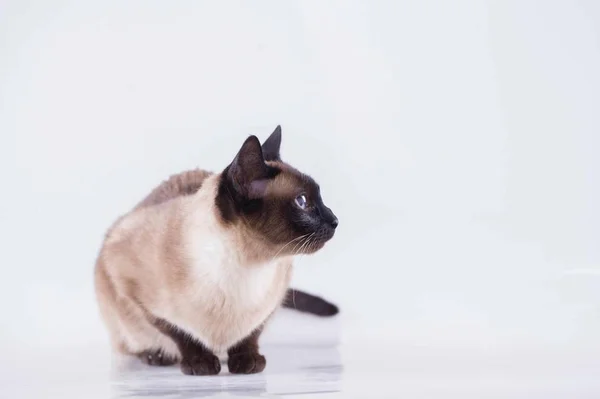 cute cat on a white background