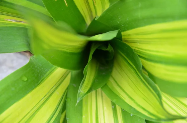 Hojas Verdes Planta — Foto de Stock