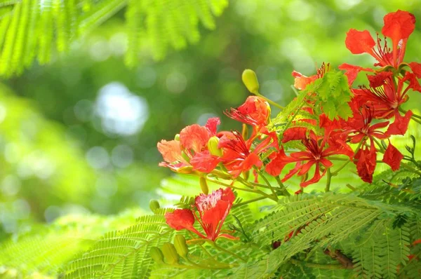 Flores Rojas Jardín — Foto de Stock