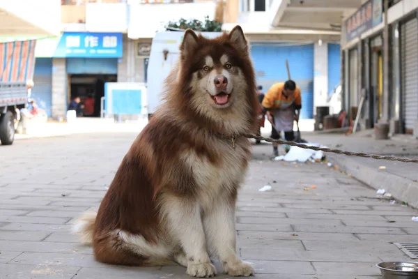 adorable dog outside at day time