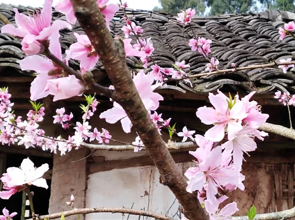 Stock image beautiful spring flowers blossom 