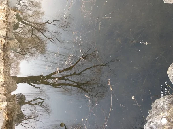 Paisaje Invernal Con Árboles Niebla — Foto de Stock