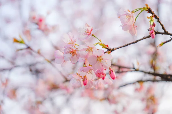 Virága Tavaszi Kilátás — Stock Fotó