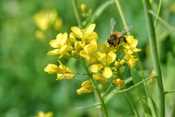 Hermoso Plano Botánico Fondo Pantalla Natural — Foto de Stock