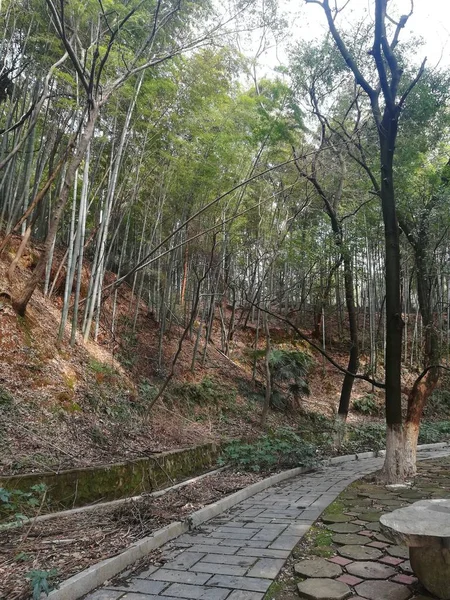 Hermoso Paisaje Del Bosque Parque — Foto de Stock