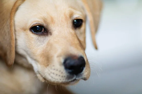 happy domestic dog at home